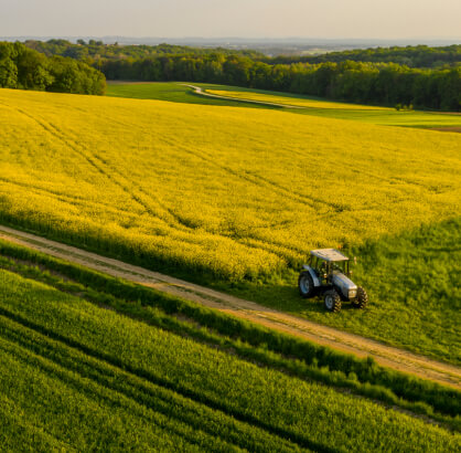Biofuel feedstocks