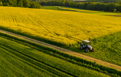 Biofuel feedstocks